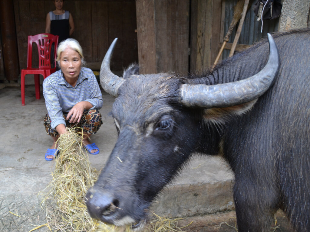 Mrs Loi received her breeding bullock in 2016