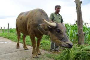 Mr. Xoan pictured here with their new buffalo.