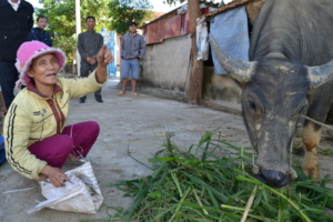 Mrs Do and her cow, purchased through GlobalGiving