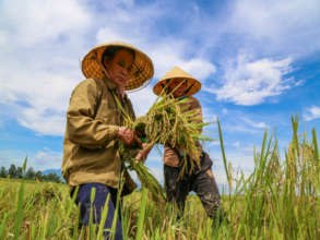 Mrs. Pham working on the rice paddy field