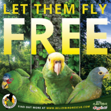 High resolution version