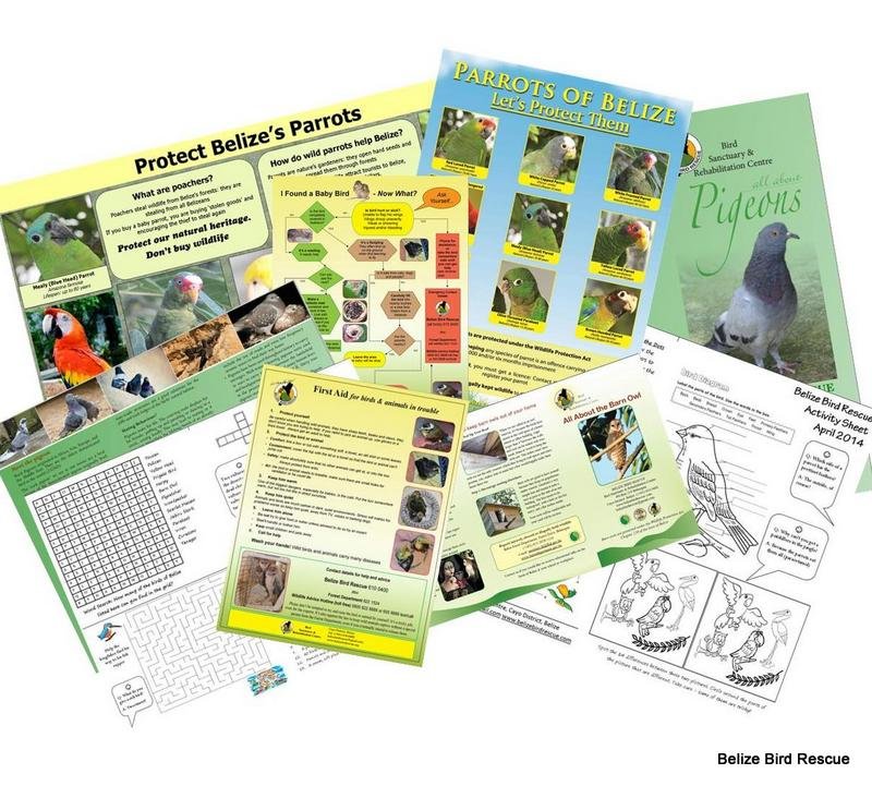 Education and awareness: Birds in Belize!
