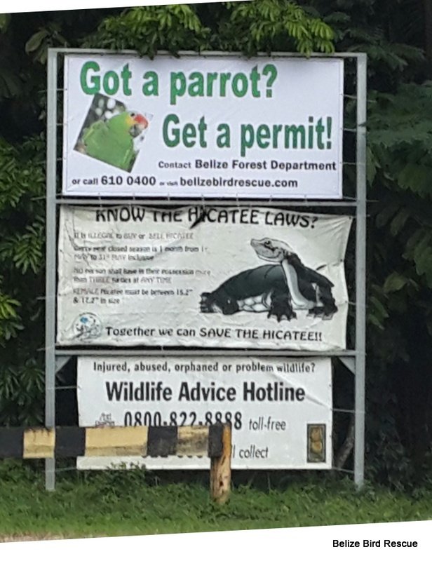 Education and awareness: Birds in Belize!