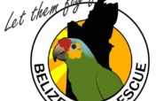Education and awareness: Birds in Belize!