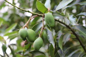 A grafted mango fetches a higher price at market