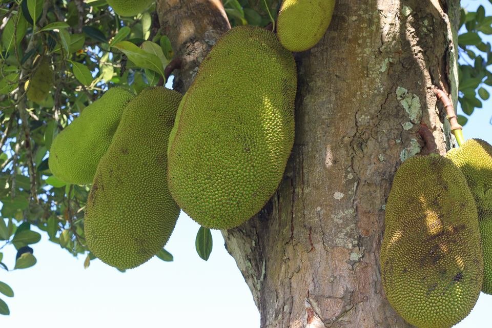 Reports on Provide 100 Households in Uganda with Fruit trees GlobalGiving