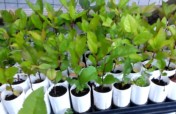 Provide 100 Households in Uganda with Fruit trees