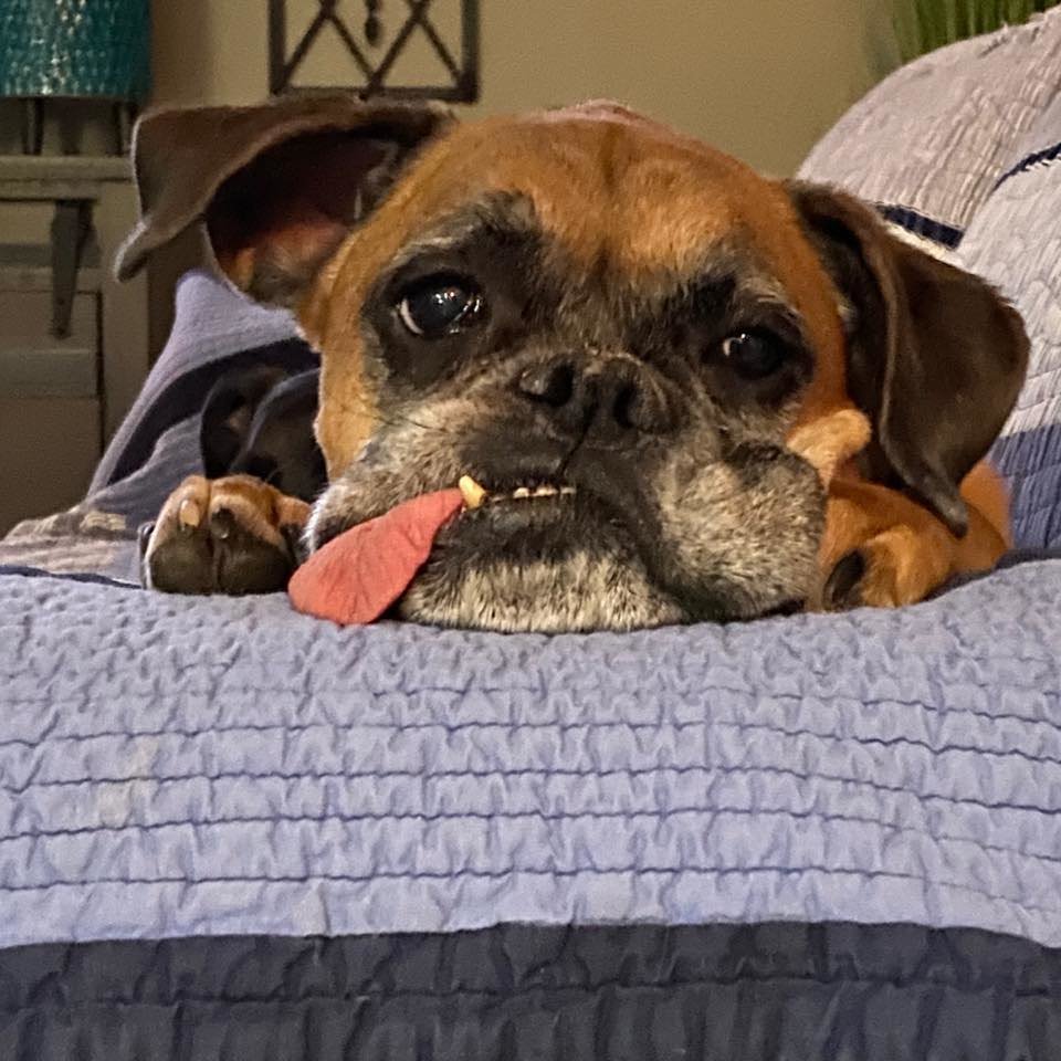 Baxter is very missed by his family....