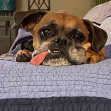 Baxter is very missed by his family....