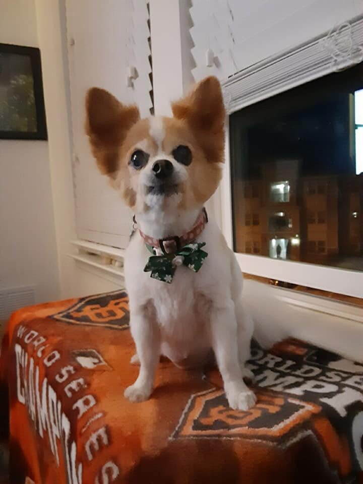 Beautiful Miley - still missed so much by her Dad