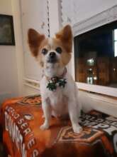 Beautiful Miley - still missed so much by her Dad