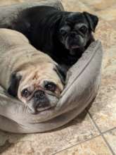 Rocky and Chewy Bernhardt, together forever