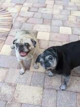 Rocky and Chewy who are at the Bridge now....