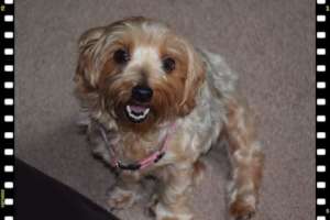 Beautiful Cookie Sullivan...a sweet angel now