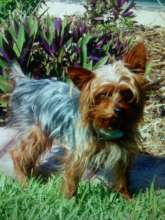 Champ - our boy who passed to the Rainbow Bridge