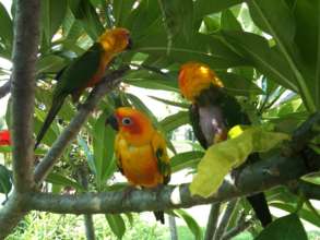 Virgil, Mimibird and Guido