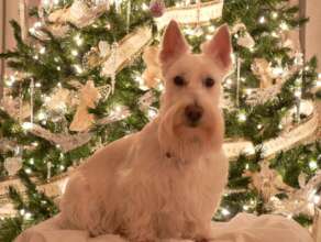 Gertie was so beautiful and at peace now...