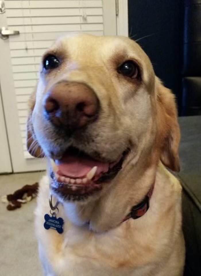 Kahlua was loved by her family...and very missed.