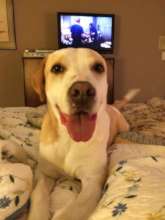 Ripley, such a loved and happy boy