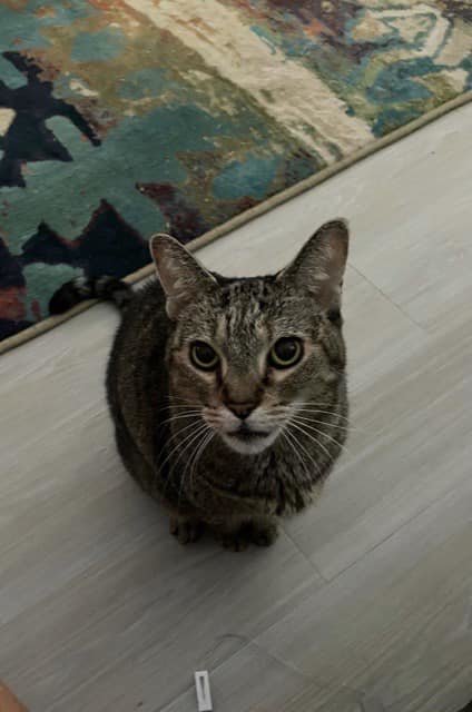 Bella loved her Mom and Dad - she is with Dad now.