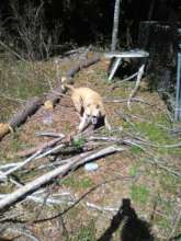 Sadie Owens in her healthier, hunting days!