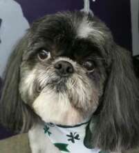 Sweet Maxwell was the best boy ever!