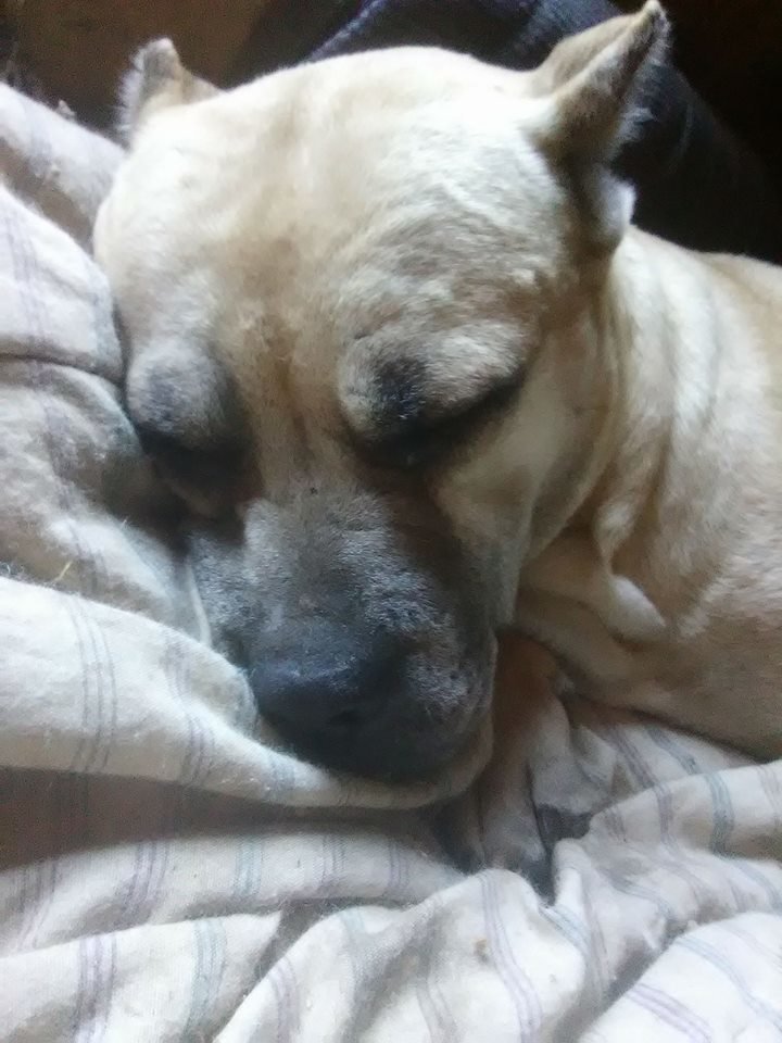 Sweet Sadie Owens - crossed the Rainbow Bridge