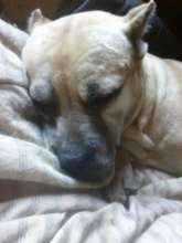 Sweet Sadie Owens - crossed the Rainbow Bridge