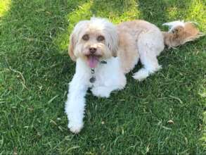 Gorgeous Ollie - the sweet boy with the human eyes