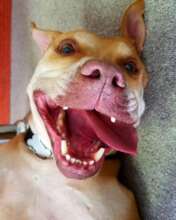 Handsome Frank...always happy and is loved so much