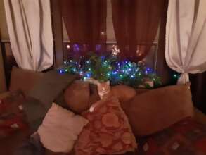 Boo Boo Goodman is missed by his family...