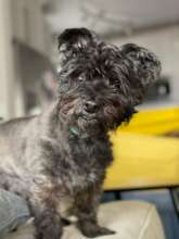 This beautiful girl, Disney, is at the Bridge now