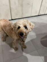 This is Vito - a very special boy, indeed!