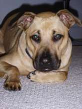 Abby's Lucy whom we helped. Mommy misses you....