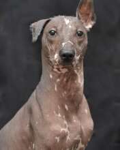 Handsome Aji Limo Russell Is At Peace....