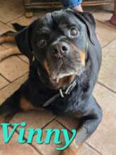 Handsome Vinny left much too early....