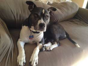 Kitty, the Pittie, what a good girl....