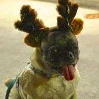 Marley getting ready for Santa....