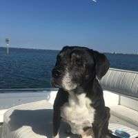 Midnight was the family dog for all of his life..