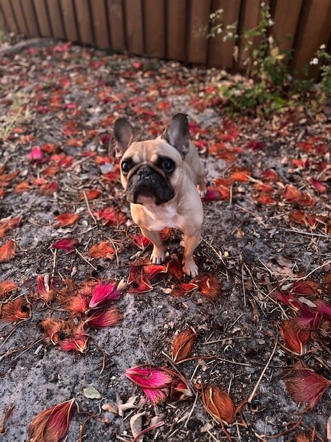 Handsome Niko Aucoin - he is missed and loved