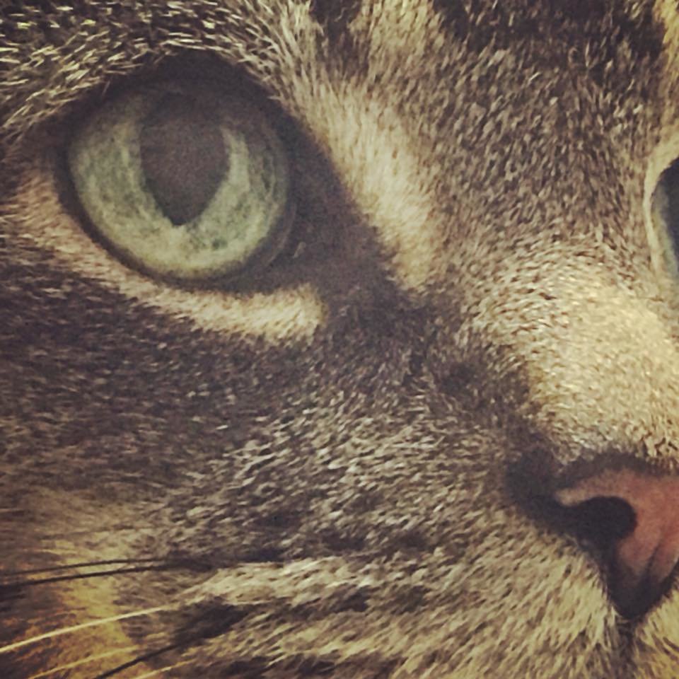 Angus Davidson-crossed the Rainbow Bridge on 7/3