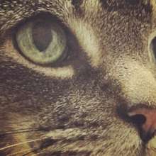 Sweet Angus Davidson-RIP. He crossed 7/3/18.