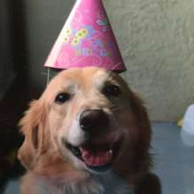 Bieber Adams in his Birthday Hat (we love this)