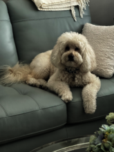 Beautiful Cabby crossed the Rainbow Bridge...