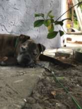 Chaco, even beautiful while sleeping....