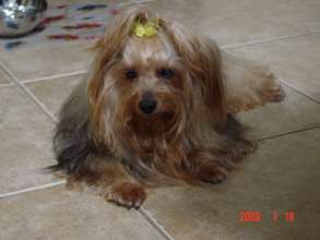 Sugar when she was healthy