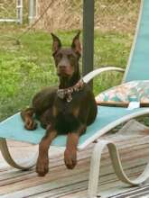 Sweet Gunnar, run free blessed angel!