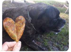 Henry with his heart-shaped leaf on his day....
