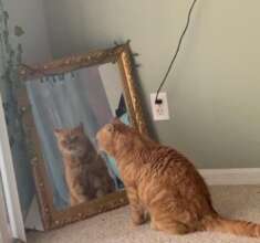 Willie Loved to Look in the Mirror!