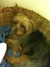 Champ in his favorite place - the laundry basket